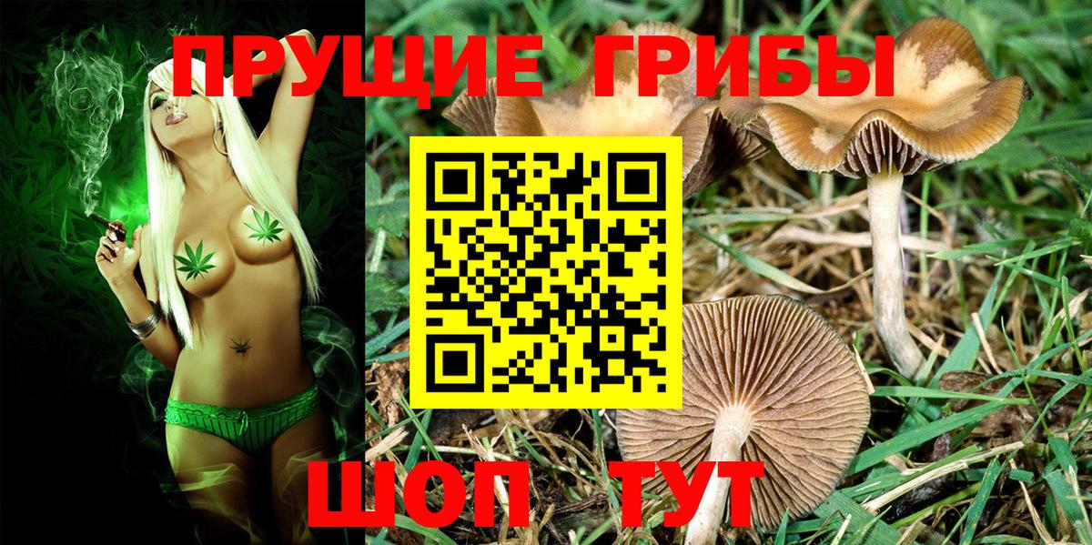 Галлюциногенные грибы прущие грибы  хочу   Псилоцибиновые грибы мицелий  Новокубанск  Вход с VPN 